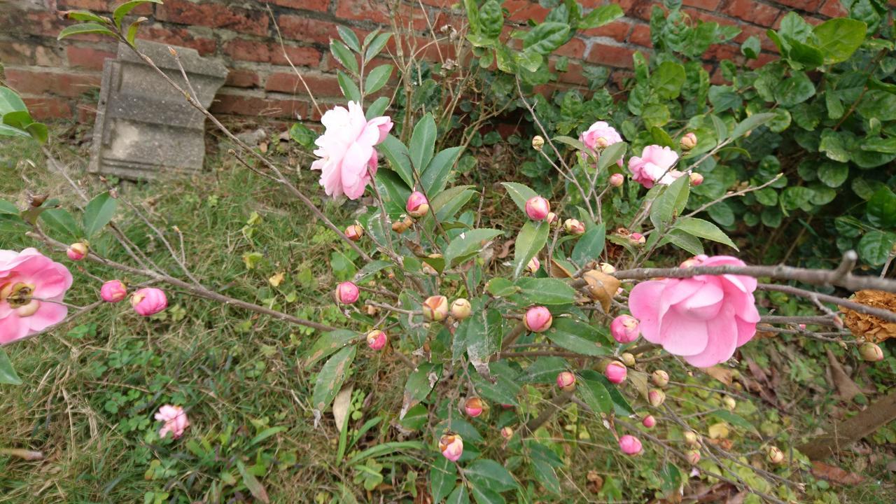 Sky Gift Traditional Farm B&B Dongshi (Chiayi) Exterior foto